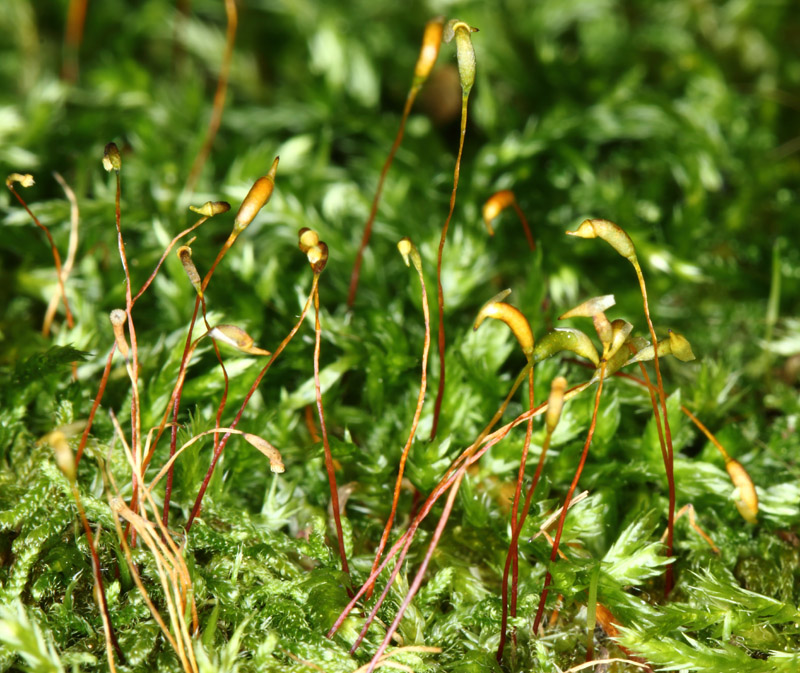 Callicladium haldanianum